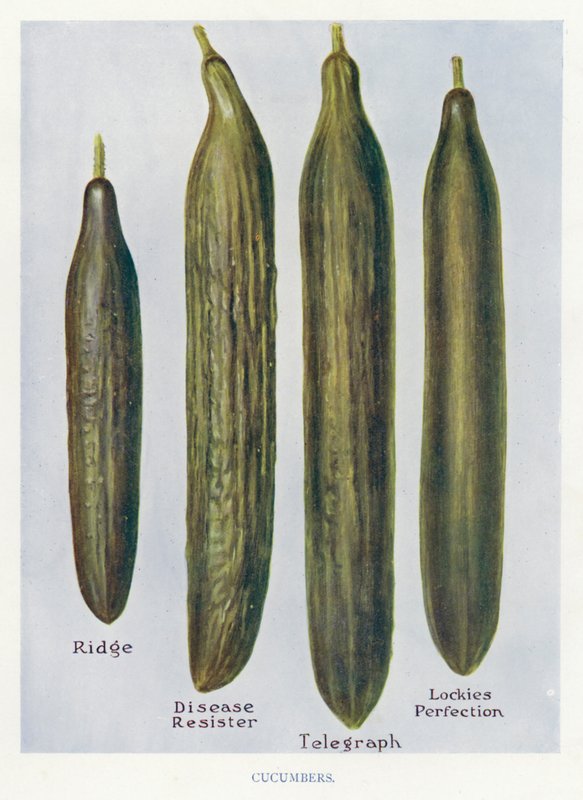 Vegetabilsk producentvejledning: Agurker (Color Litho) af English School
