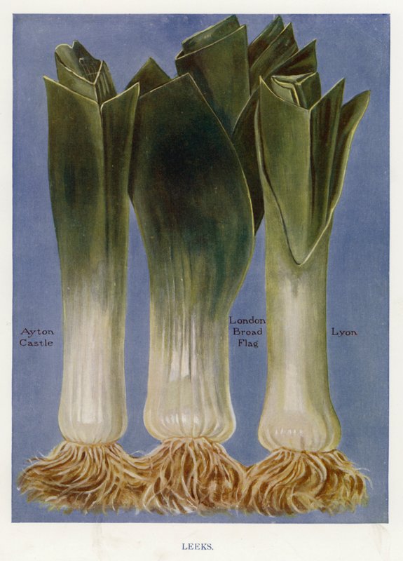 Grøntsagsavlervejledning: Porrer (farve litho) af English School