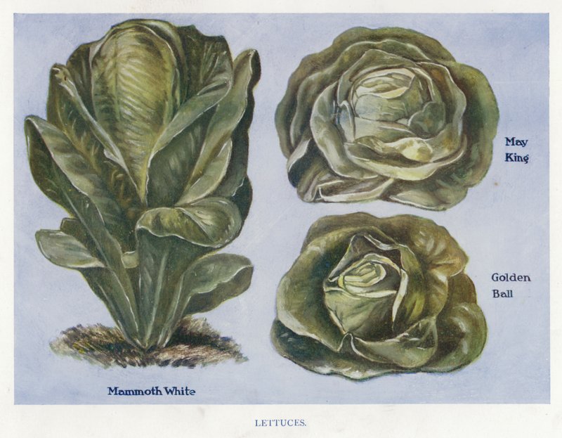 Grøntsagsavlervejledning: Salat (farve litho) af English School