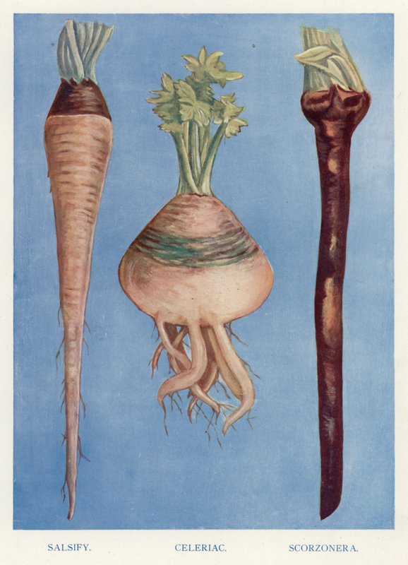 Grøntsagsavlervejledning: Salsify, Knoldselleri, Scorzonera (farve litho) af English School