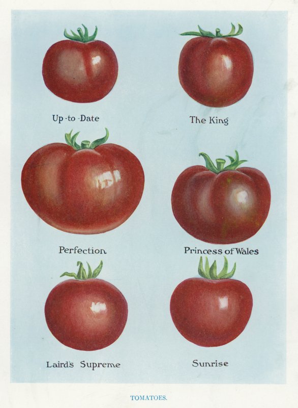 Grøntsagsavlervejledning: Tomater (farve litho) af English School