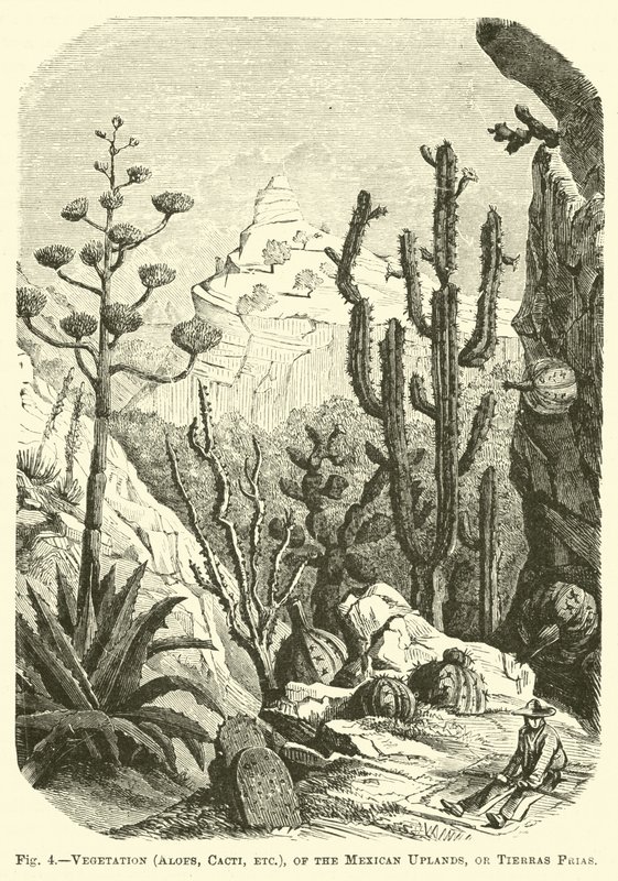 Vegetation (Aloe, kaktusser osv.), i de mexicanske højland eller Tierras Frias af English School