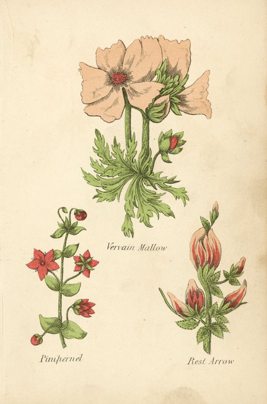 Vervain Mallow, Pimpernel, Rest Arrow (farvelitografi) af English School