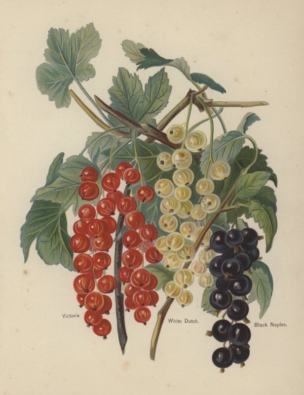 Victoria, White Dutch, Black Naples af English School