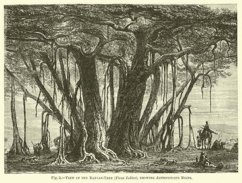 Udsigt over Banyan-træet (Ficus Indica), der viser tilfældige rødder af English School