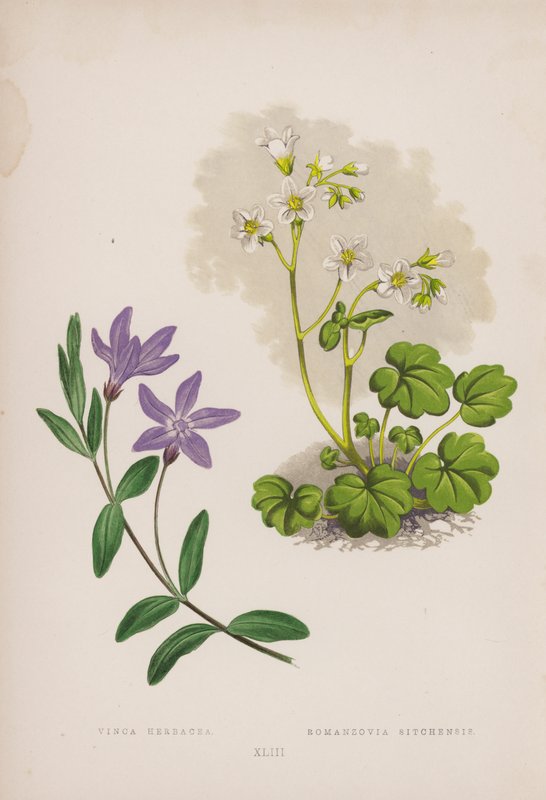 Vinca Herbacea; Romanzovia Sitchensis (farve litho) af English School
