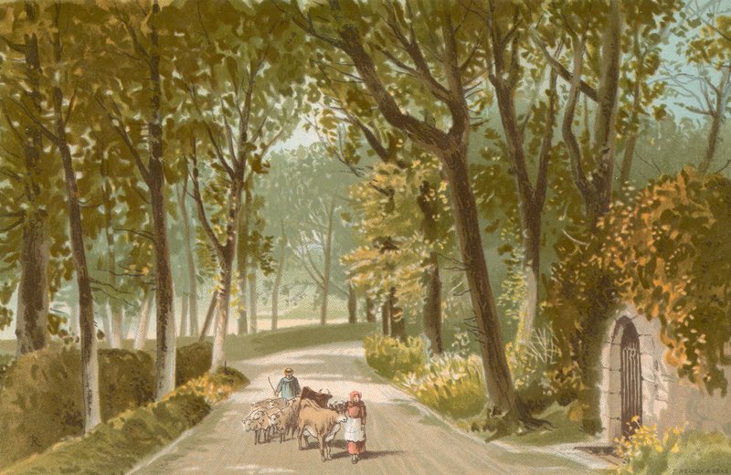 Vinchelez Lane - Jersey af English School