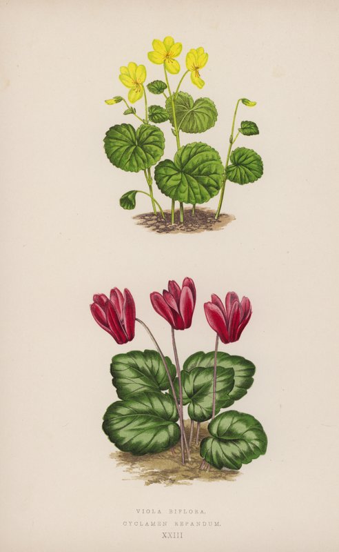 Viola Biflora; Cyclamen Repandum (farve litho) af English School