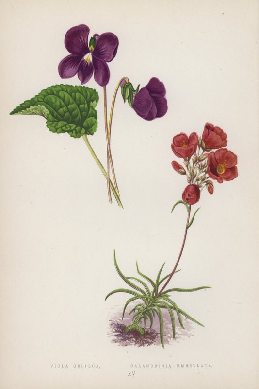 Viola Obliqua; Calandrinia Umbellata (farvelitografi) af English School
