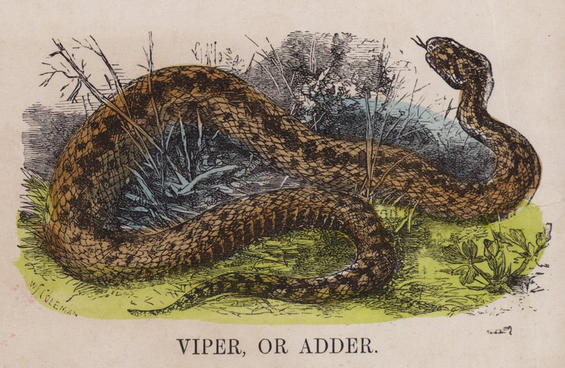 Viper or adderdani af English School