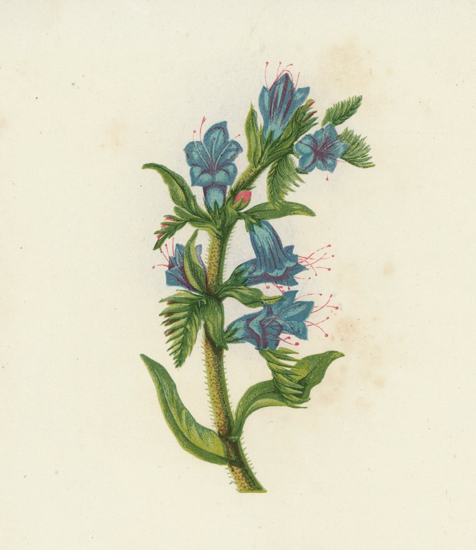 Hugormeblomst, Echium Vulgare (farvelitografi) af English School