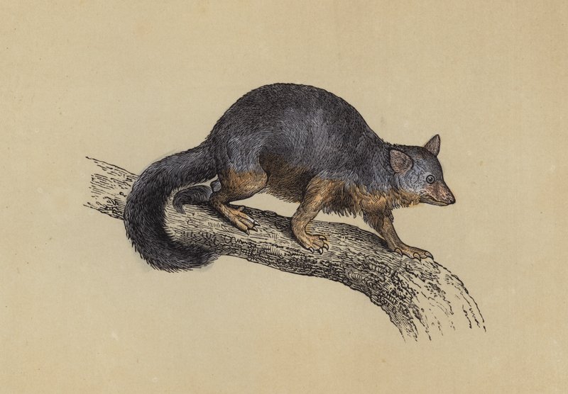 Vulpine Phalanger (farvelitografi) af English School