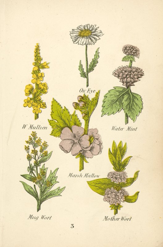 W Mullien, okseøje, vandmynte, sumpmalurt, krusurt, moderurt (farvelitografi) af English School