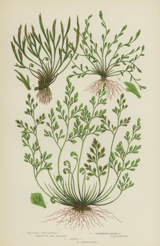 Wall Rue Spleenwort, Alternat-leaved Spleenwort, Forked Spleenwort (farve litho) af English School