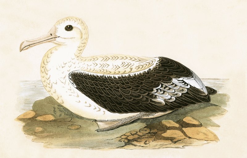 Vandrende albatros, illustration fra "A History of the Birds of Europe Not Observed in the British Isles" af Charles Robert Bree (1811-86), udgivet i 1867 af English School