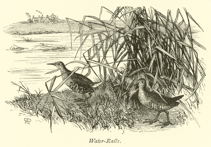 Water-Rails  af English School