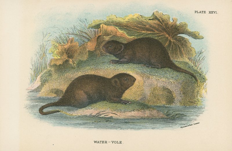 Vand-vole af English School