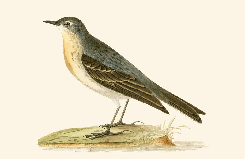 Water Pipit, illustration fra 