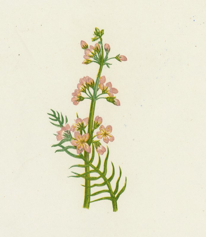 Vandviol, Hottonia Palustris af English School