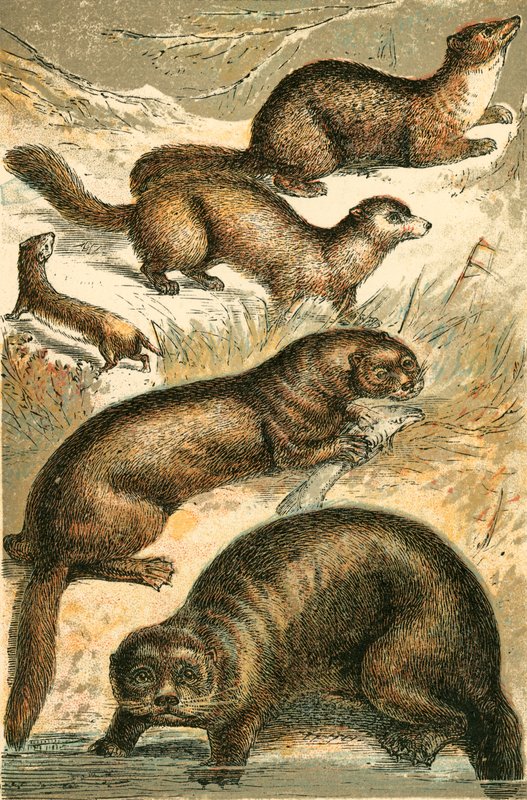 Væsel, Sobel, Mår, Otter og Havodder af English School