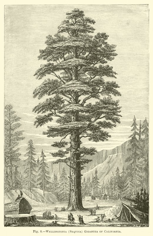 Wellingtonia (Sequoia) Gigantea fra Californien af English School