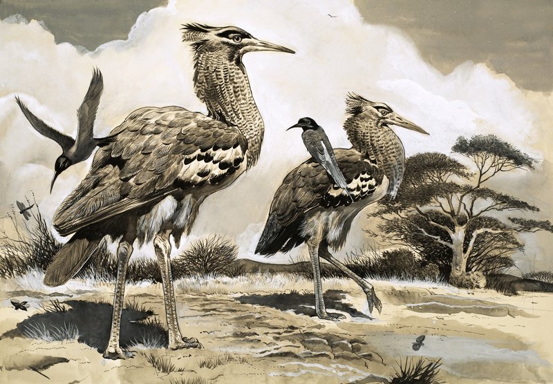 Når biæderen er på udkig efter et måltid, tager den et lift på ryggen af den større Kori Bustard. af English School
