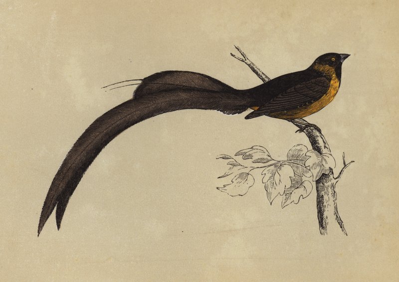 Whidah Finch (farvelitografi) af English School