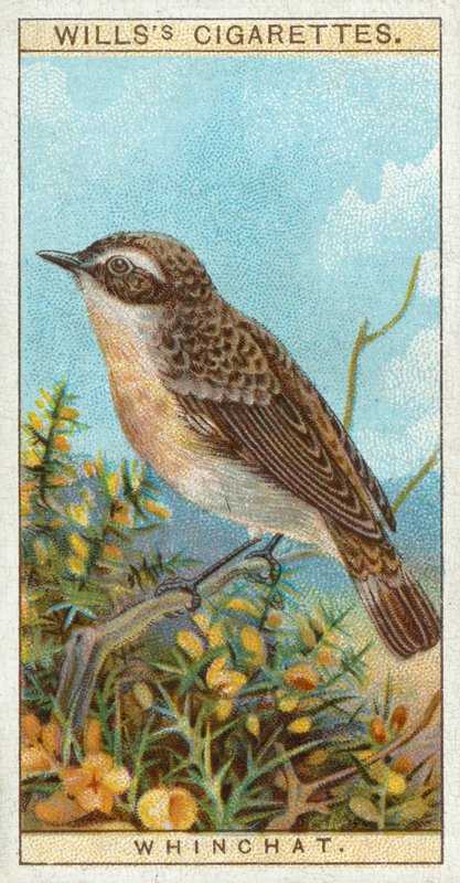 Whinchat af English School