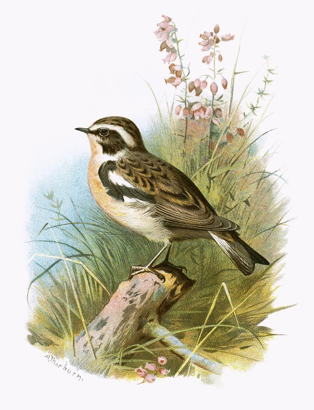 Whinchat af English School