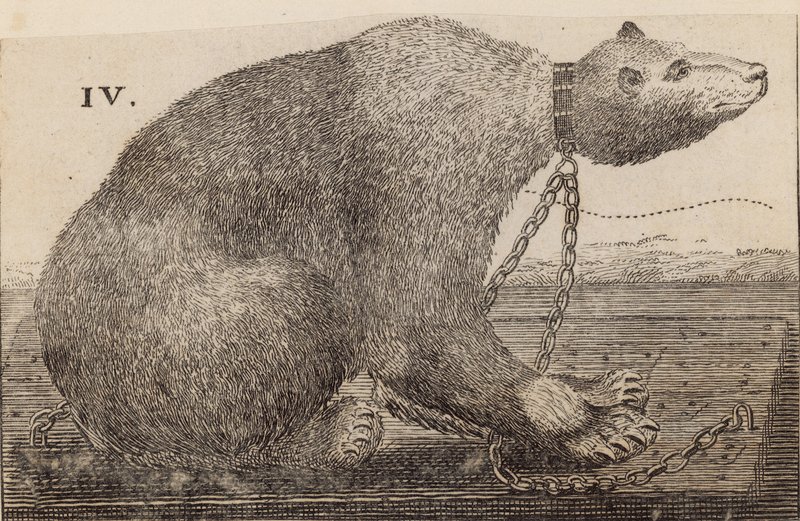 White Bear udstillet i Mr Bodys, Mulberry Garden af English School