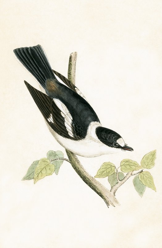 White Collared Fluesnapper, illustration fra 