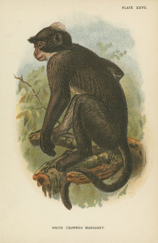 Hvid kronet Mangabey af English School