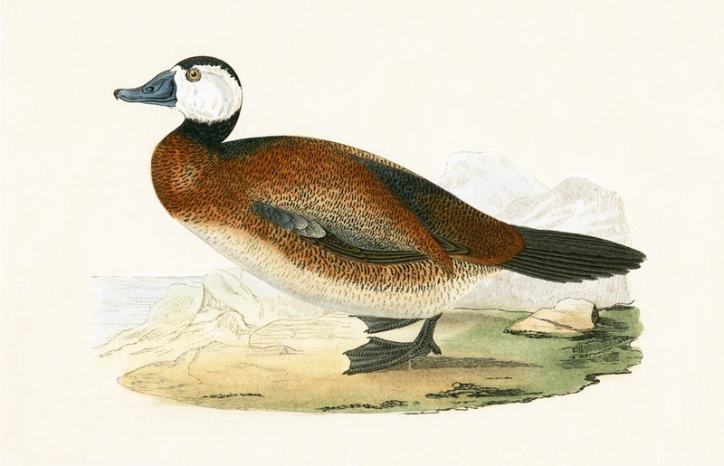 White Headed Duck, illustration fra 