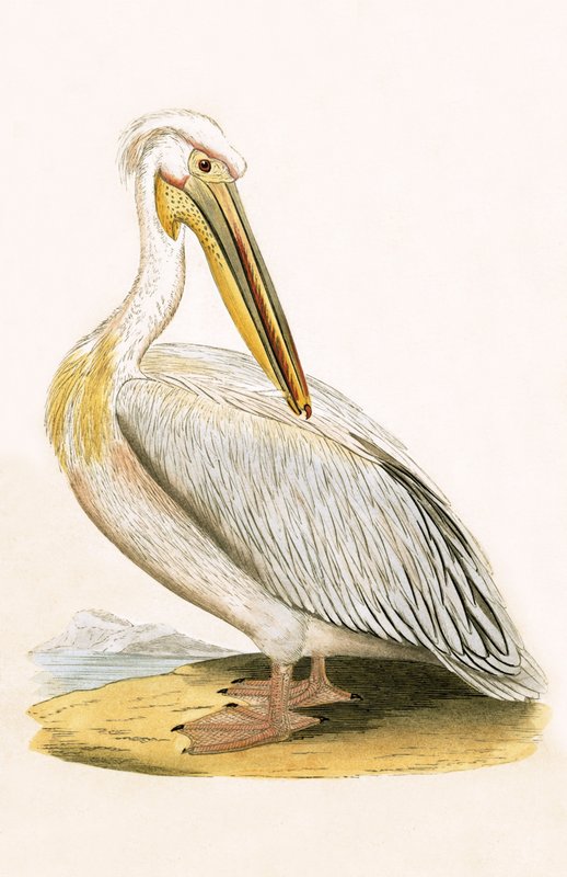White Pelican, illustration fra 