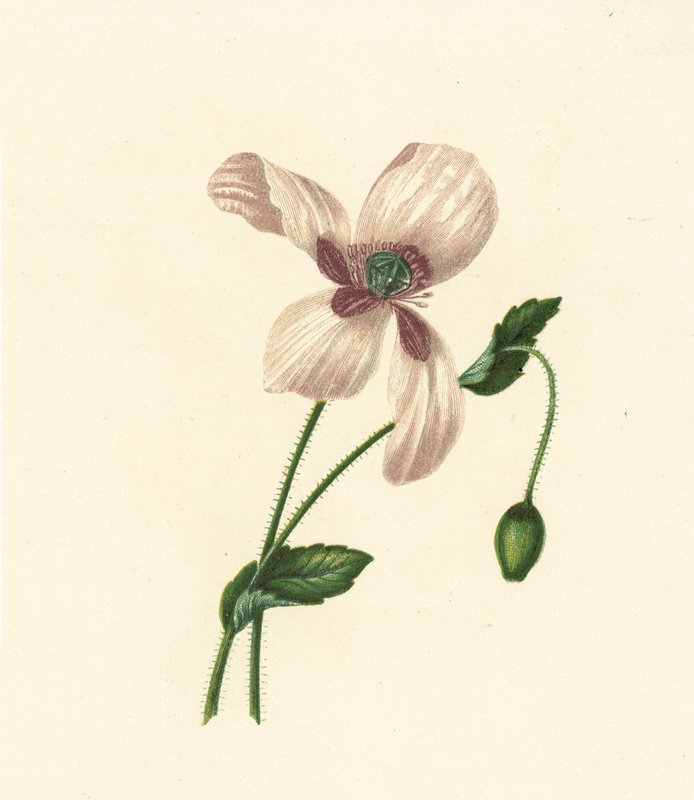 Hvid valmue, Papaver Somniferum (farvelitografi) af English School