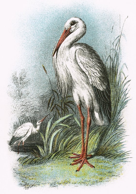 Hvid Stork af English School