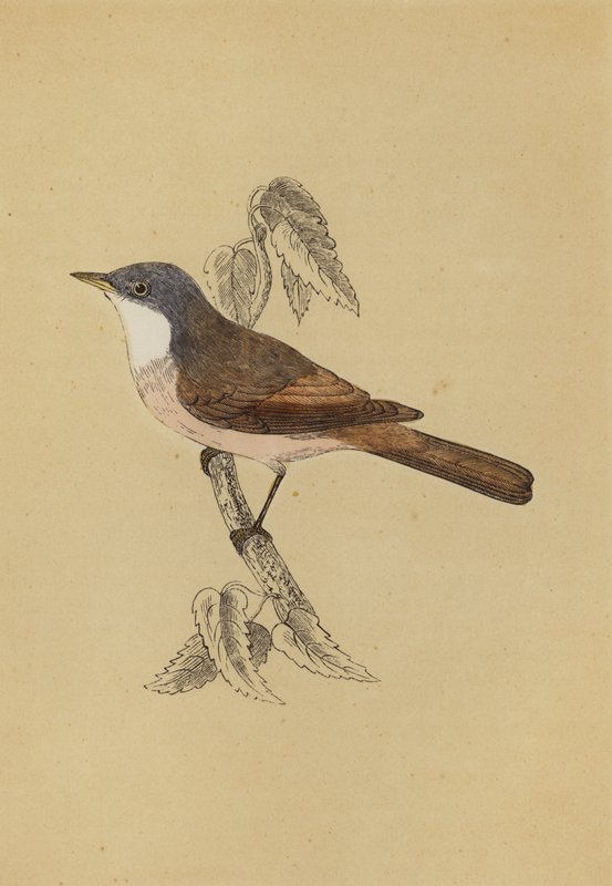 Whitethroat (farve litho) af English School