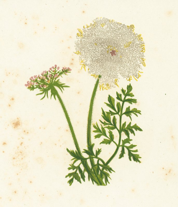 Vild gulerod, Daucus Carota af English School