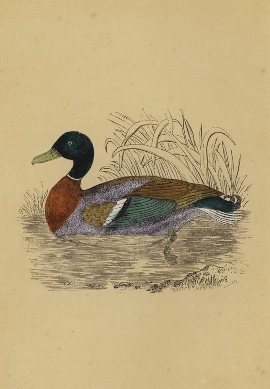 Vildand (farve litho) af English School