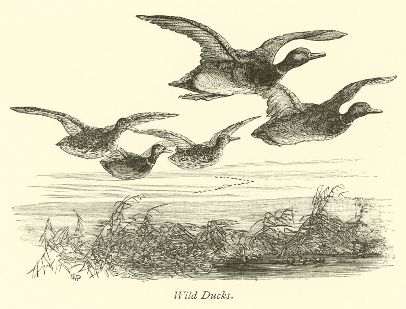 Wild Ducks  af English School