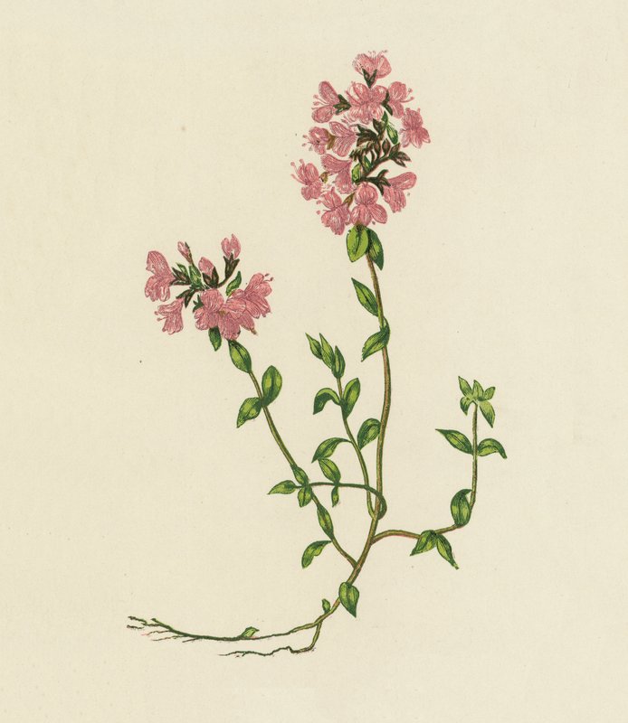 Vild timian, Thymus Serpyllum (farvelitografi) af English School