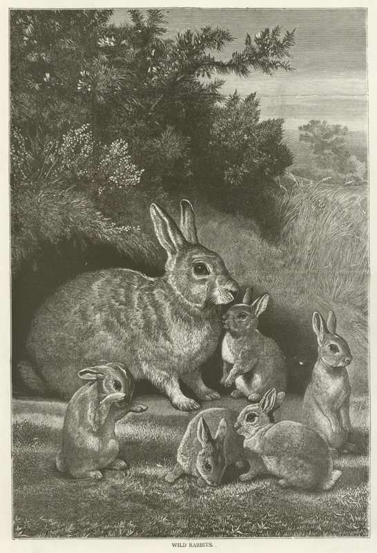 Wild rabbits  af English School