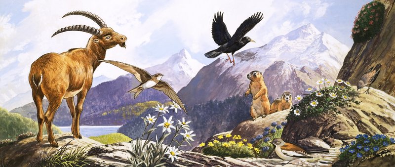 Dyreliv i Centraleuropa, illustration fra 