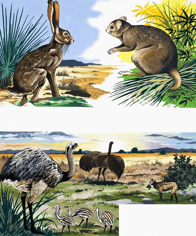 Wildlife montage af English School