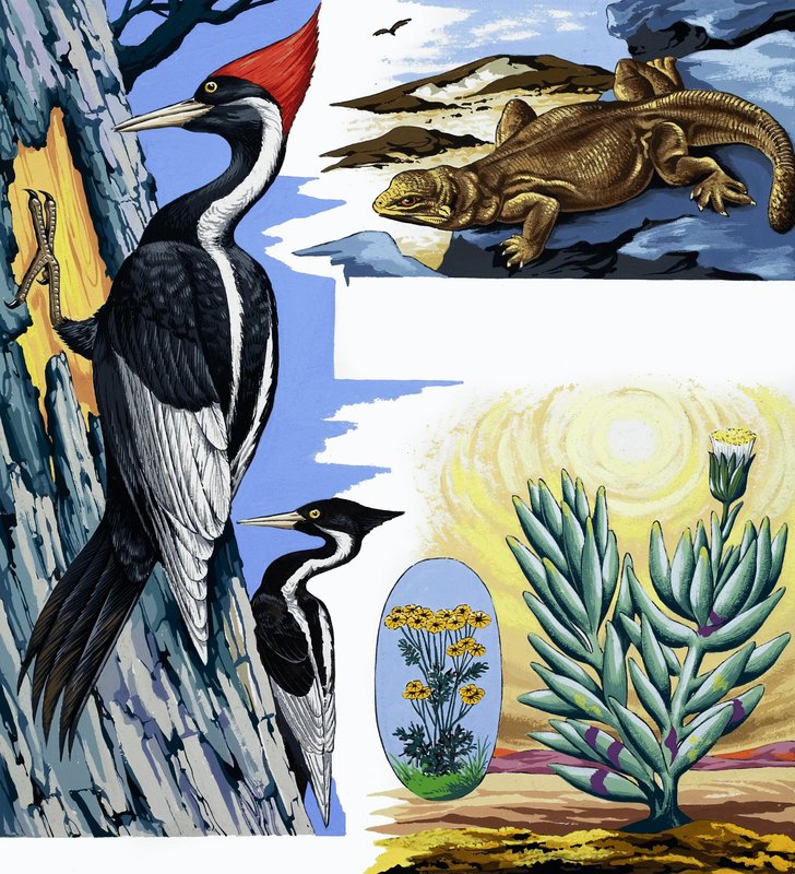 Wildlife montage af English School