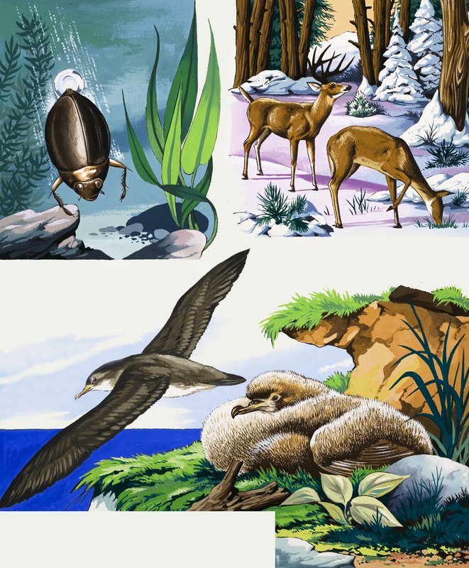 Wildlife montage af English School