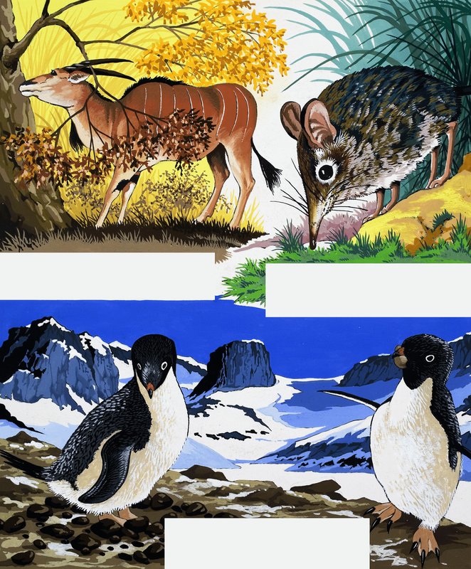 Wildlife montage af English School