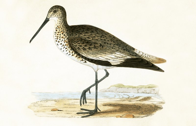 Willet, illustration fra 