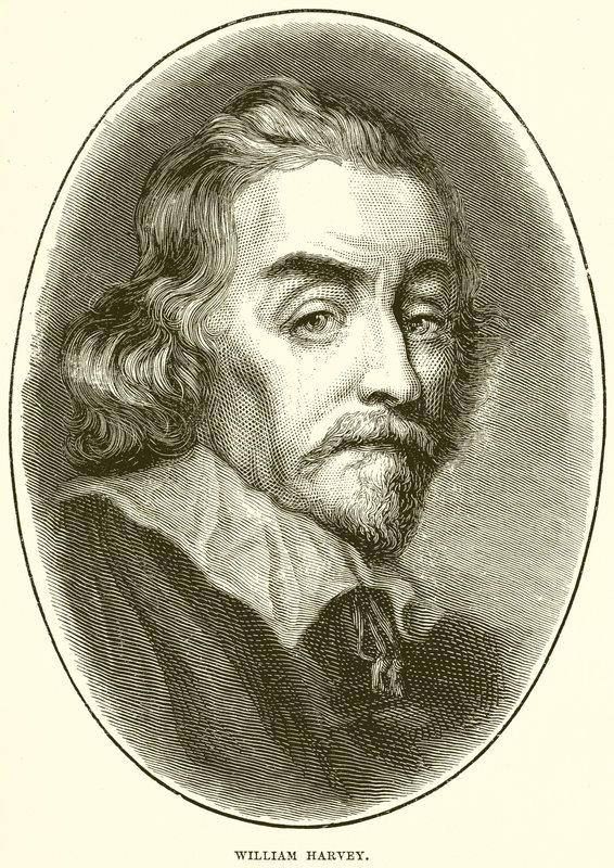William Harvey af English School