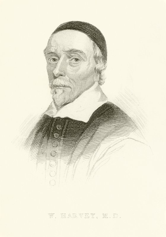 William Harvey af English School